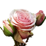 Victorian Geraldine Rose d'Equateur Ethiflora